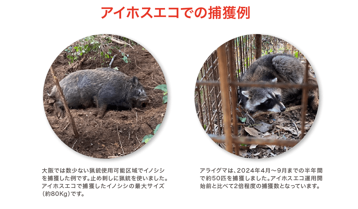 アイホスエコでの捕獲例